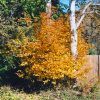 Amelanchier Saskatoon Native #1 - Image 3